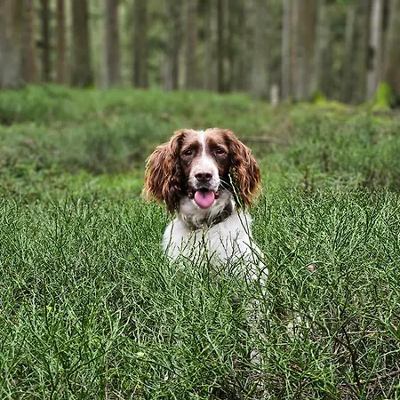 Bed & Breakfast Marmouset Theux